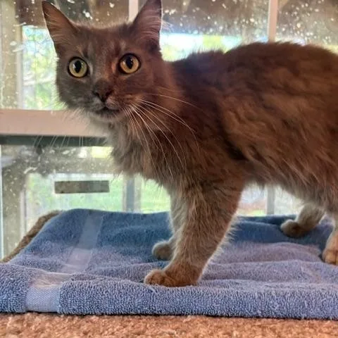 An adult medium-sized female Gray / Blue / Silver Nebelung cat named Bunny for adoption in Porter, TX