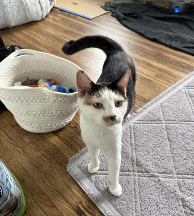 A young medium-sized female Calico Domestic Medium Hair cat named Mama Reno for adoption in Philadelphia, PA
