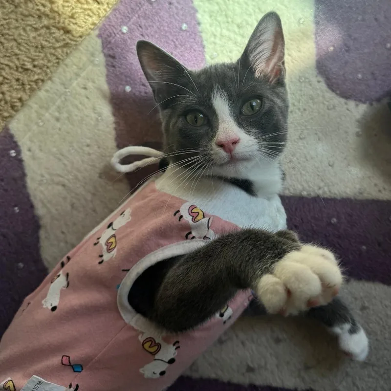 A baby small-sized female Domestic Short Hair cat named Daisy for adoption in Fairfax, VA