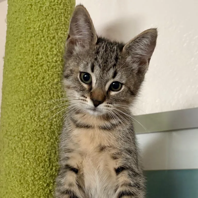 A young medium-sized female Brown / Chocolate Domestic Short Hair cat named Twix for adoption in Fort Lauderdale, FL