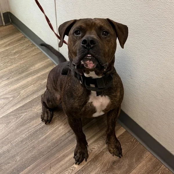 An adult large-sized male Pit Bull Terrier dog named Jollybee for adoption in San Diego, CA
