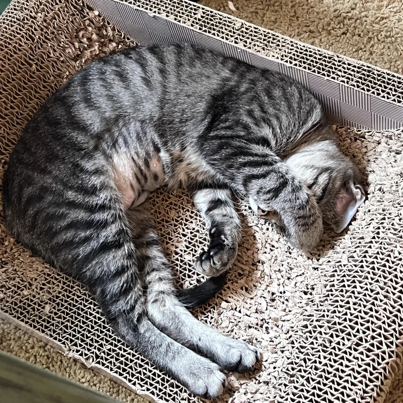 A baby small-sized female Tabby (Brown / Chocolate) Domestic Short Hair cat named Nala for adoption in Liverpool, TX
