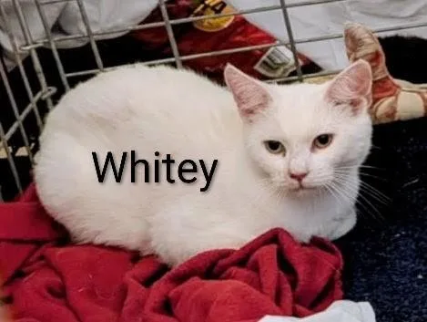 A young medium-sized female White Domestic Short Hair cat named Whitey for adoption in Binghamton, NY