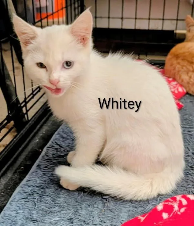 Whitey thumbnail 2