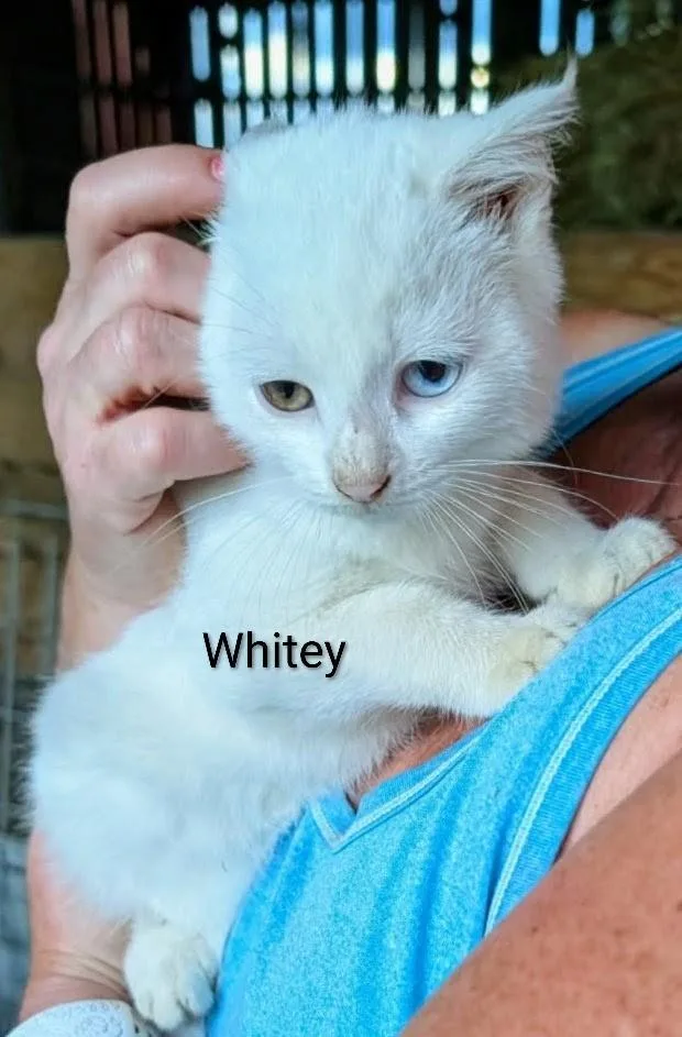 Whitey thumbnail 3