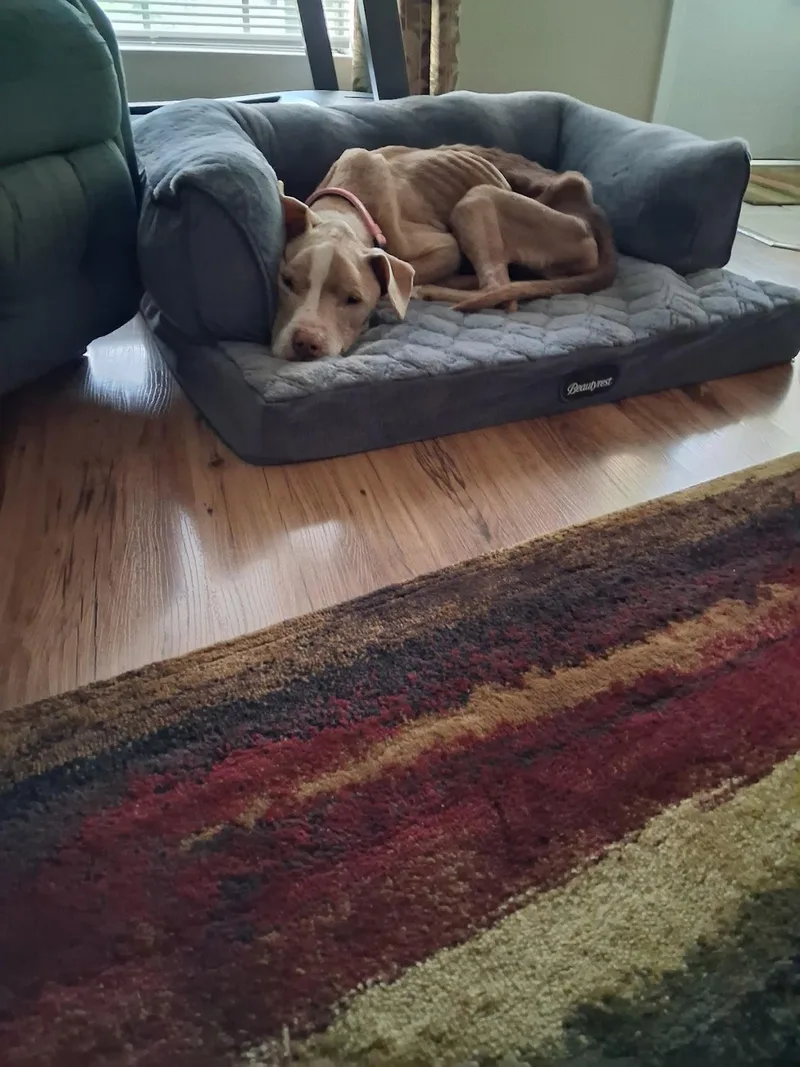 A young medium-sized female Mixed Breed dog named Xena for adoption in Houston, TX