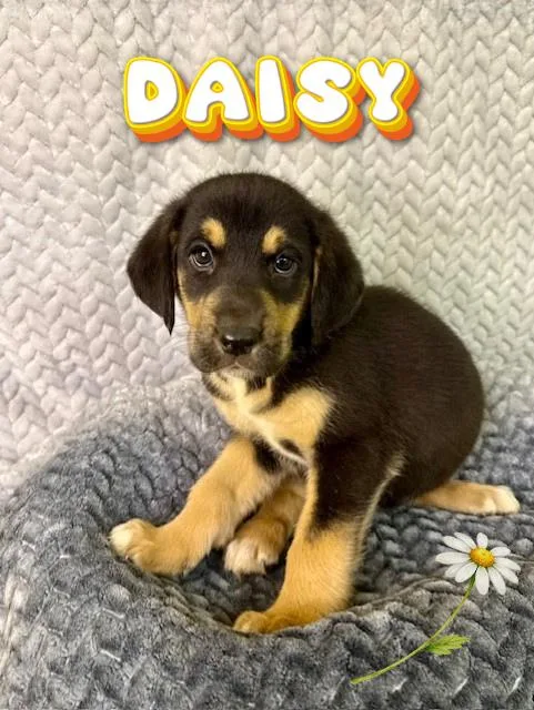 A baby medium-sized female Bicolor Husky dog named Daisy for adoption in Comfort, TX