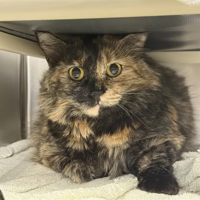 An adult large-sized female Domestic Short Hair cat named Mona for adoption in Las Vegas, NV