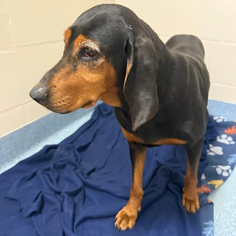 A senior small-sized female Black Mixed Breed dog named Lorelai for adoption in Gainesville, FL