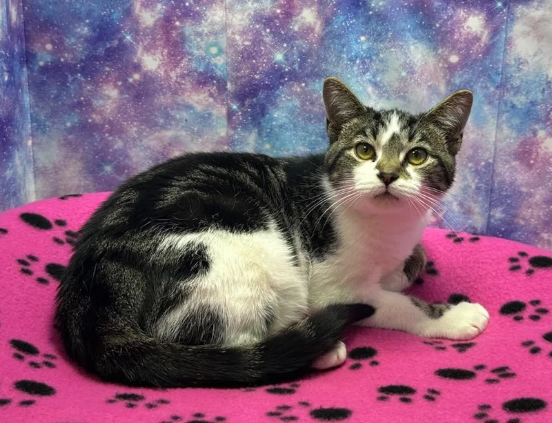 A baby medium-sized male Domestic Short Hair cat named Hops for adoption in Washington Court House, OH