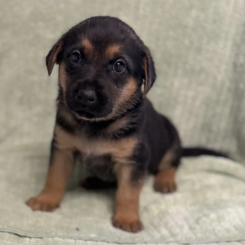 A baby medium-sized female Black Labrador Retriever dog named Fettucini for adoption in St. Peters, MO