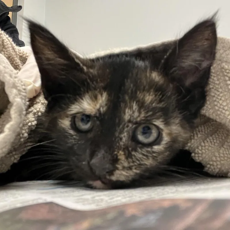 A baby small-sized female Tortoiseshell Domestic Short Hair cat named Alola for adoption in Jacksonville, FL