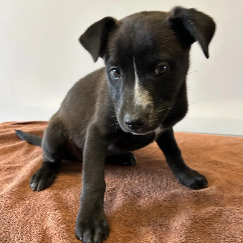 A baby small-sized female Black Shepherd dog named Lena for adoption in San Gabriel, CA