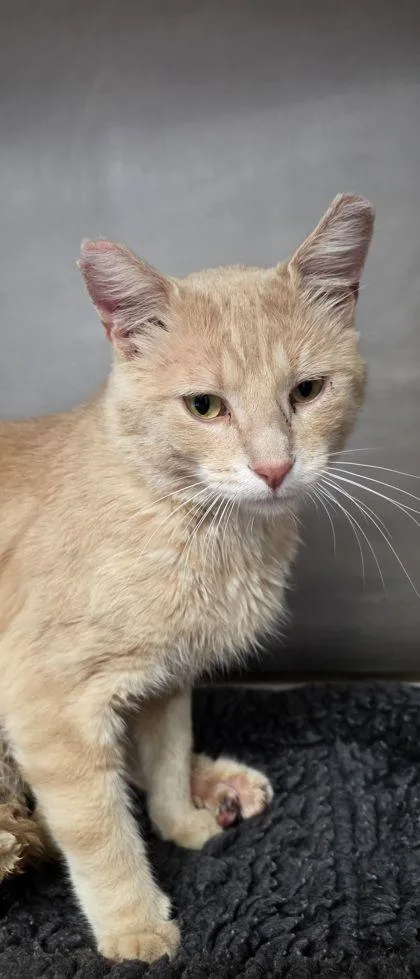 An adult medium-sized male Domestic Short Hair cat named Outlaw for adoption in Shawano, WI