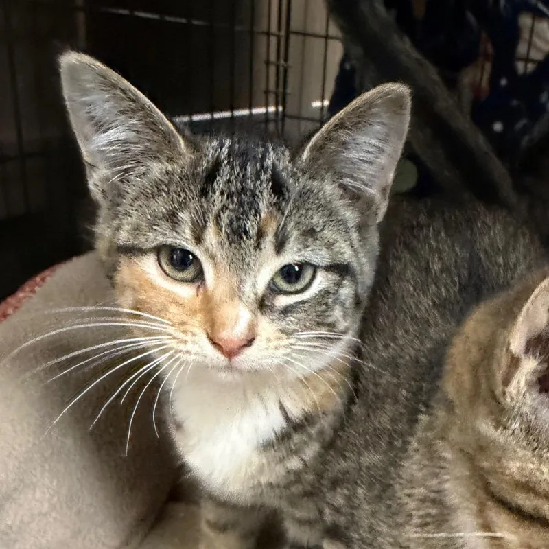 A baby small-sized female Brown / Chocolate Domestic Short Hair cat named Mutiny for adoption in Detroit Lakes, MN