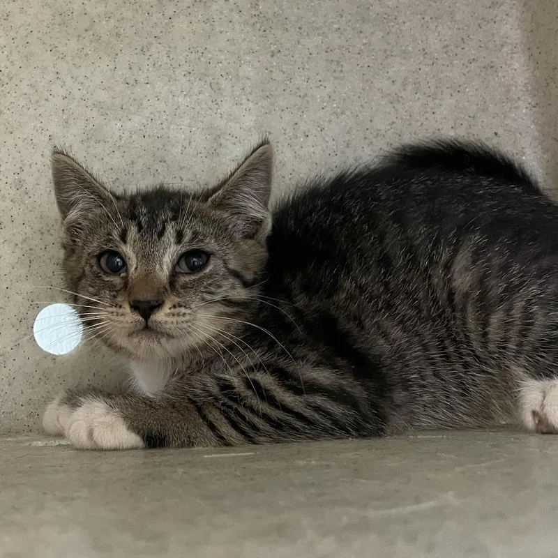 A baby small-sized female Brown / Chocolate Domestic Short Hair cat named Doodle for adoption in Philadelphia, PA