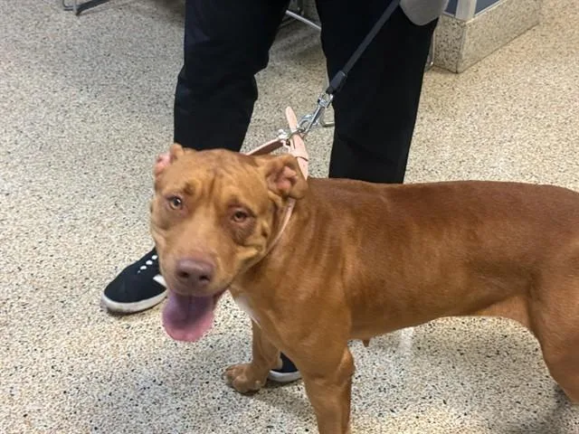 A young large-sized female Terrier dog named Felicity for adoption in Miami, FL