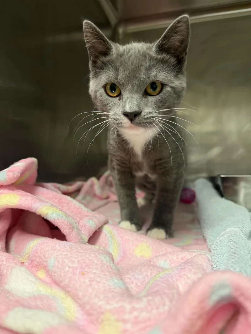 A baby small-sized female Domestic Short Hair cat named Camille for adoption in Hagerstown, MD