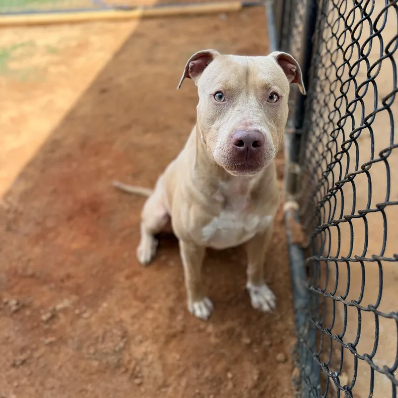 An adult large-sized male Mixed Breed dog named Hardy for adoption in Summerdale, AL