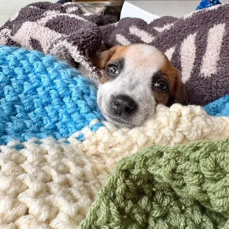 A baby small-sized female Jack Russell Terrier dog named Rotini for adoption in Philadelphia, PA
