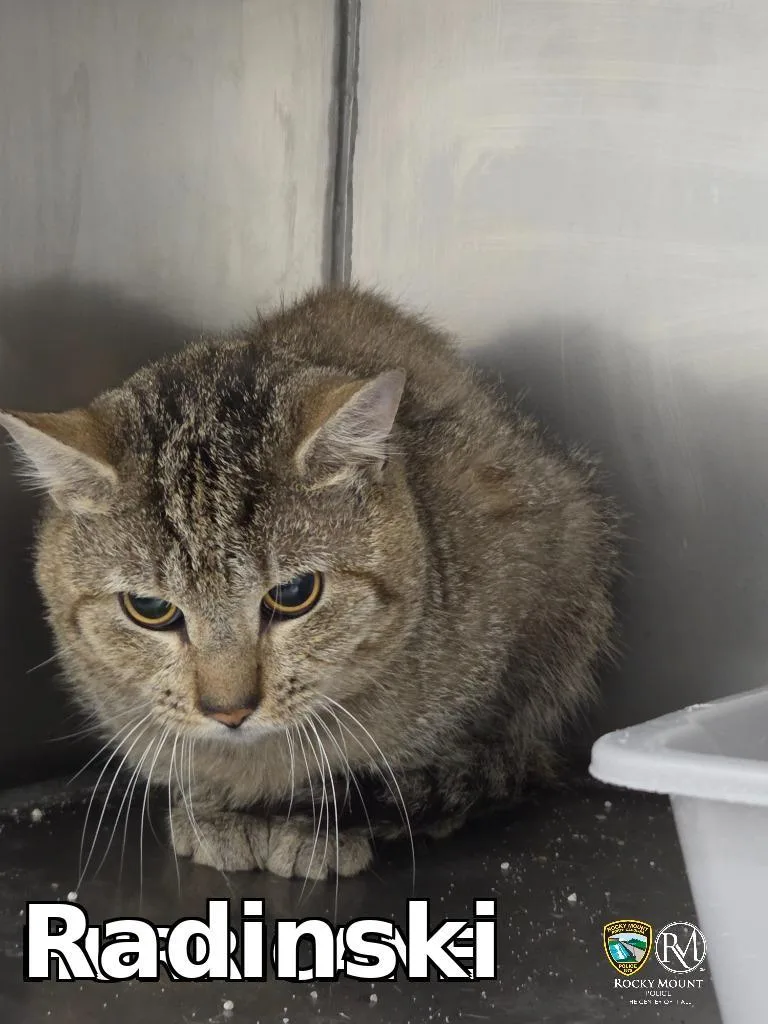 A young medium-sized male Domestic Short Hair cat named Radinski for adoption in Rocky Mount, NC