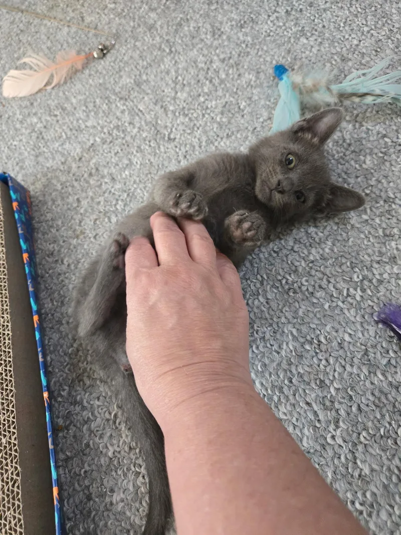 A baby small-sized male Domestic Short Hair cat named Bob for adoption in Mexico, MO