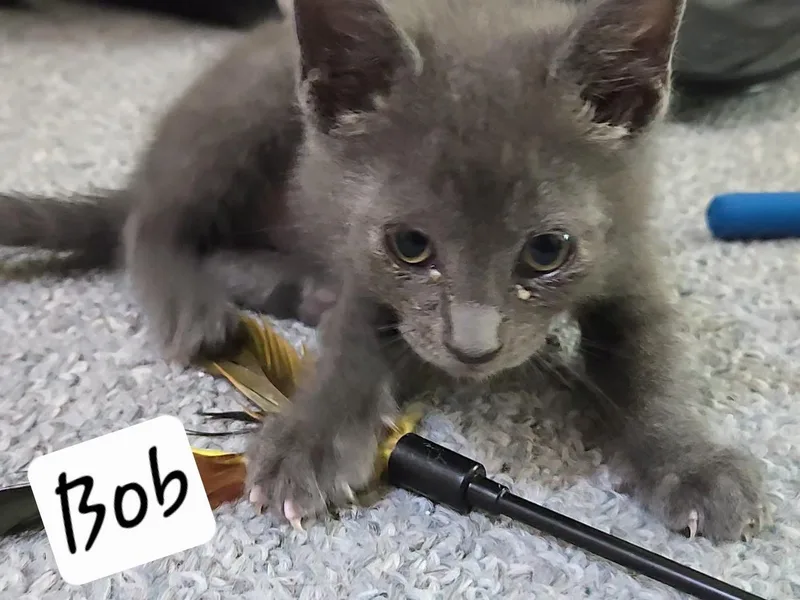 Bob thumbnail 3