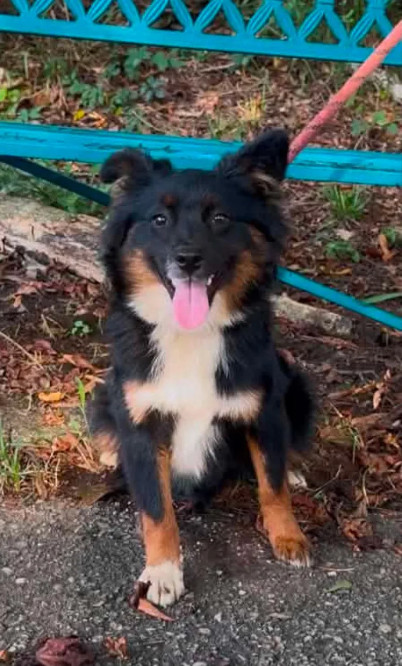 An adult small-sized female Australian Shepherd dog named Kota for adoption in Mobile, AL