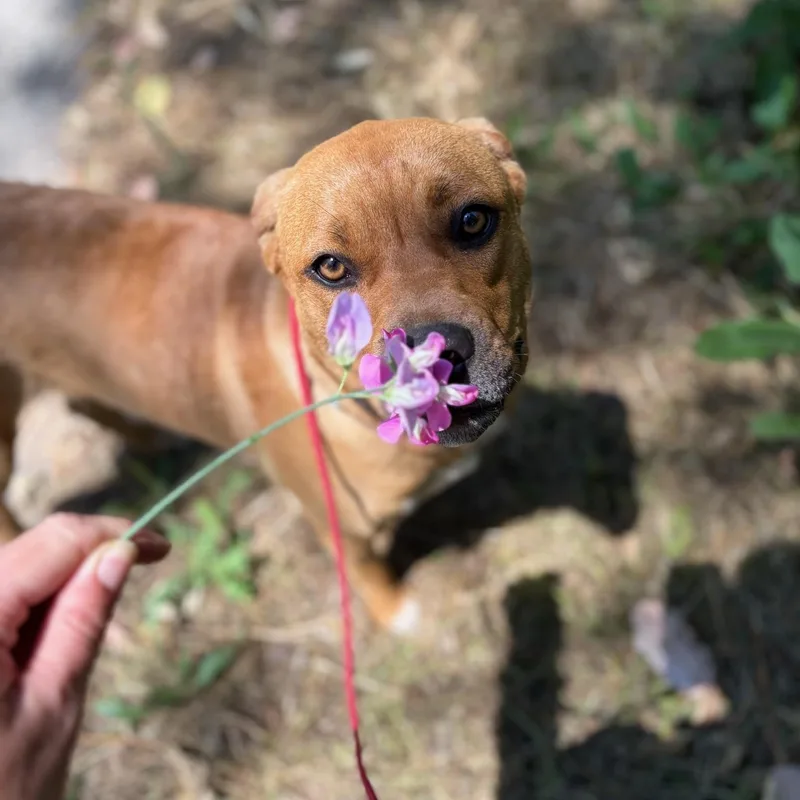 An adult medium-sized female Mixed Breed dog named Briar for adoption in Grass Valley, CA