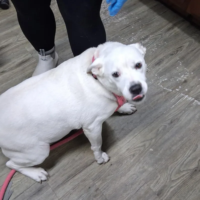 An adult medium-sized female White / Cream Mixed Breed dog named Peanut for adoption in Summerville, SC