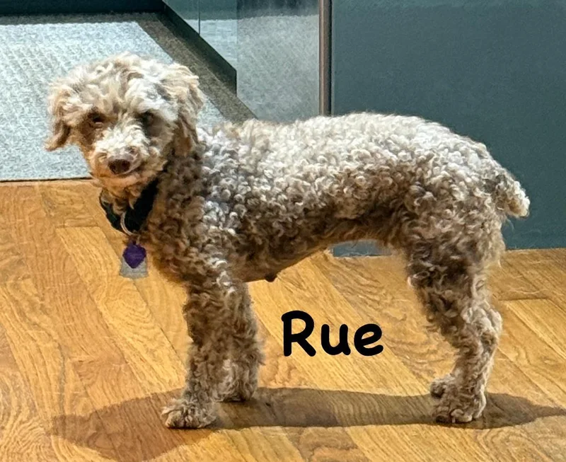 Rue thumbnail 3