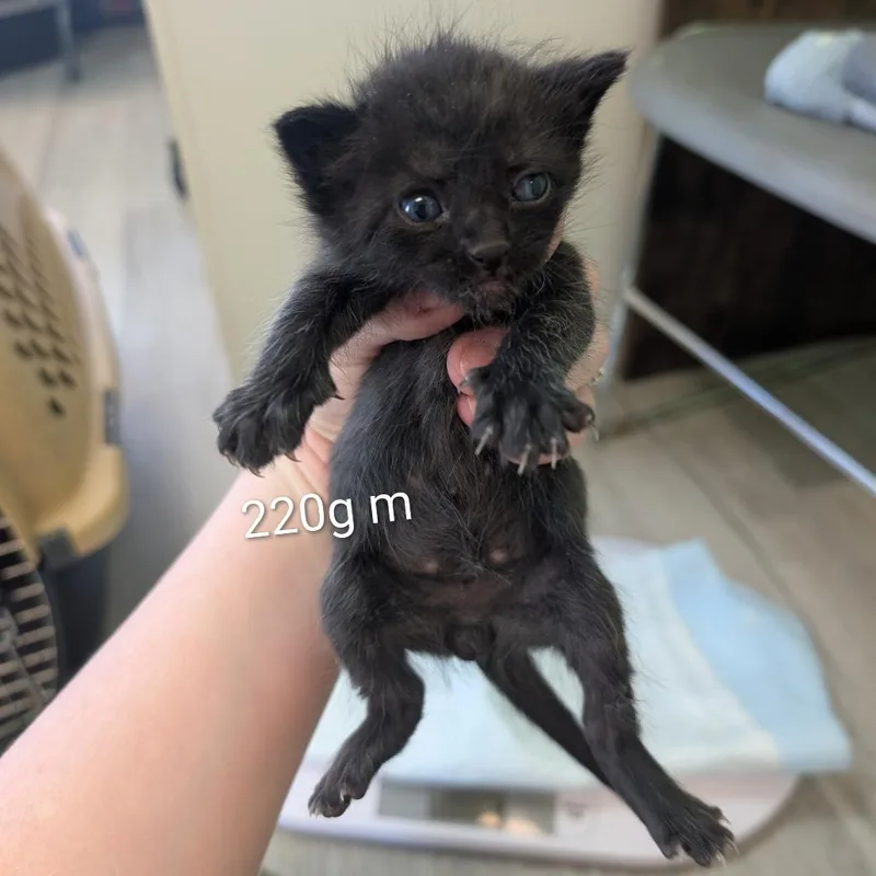 A baby small-sized male Black Domestic Short Hair cat named Patrick for adoption in Emporia, KS