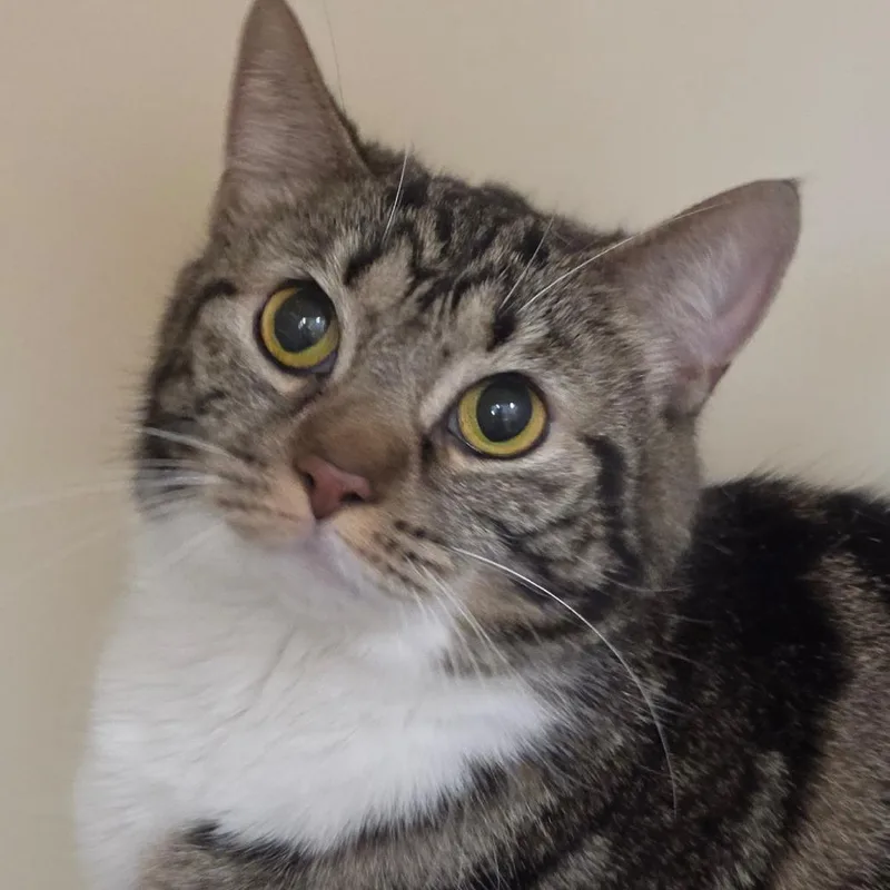 An adult medium-sized female Brown / Chocolate Domestic Short Hair cat named Maple for adoption in Zanesville, OH