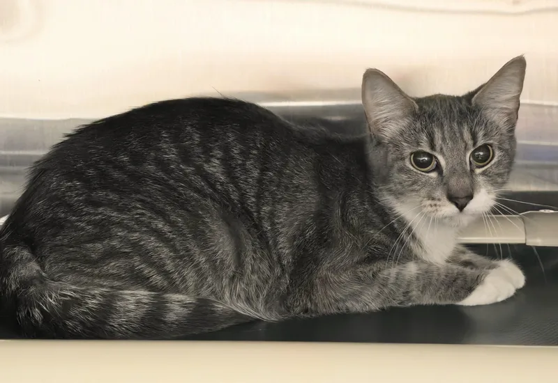 An adult medium-sized female Tabby (Gray / Blue / Silver) Domestic Short Hair cat named Ruth for adoption in Amityville, NY