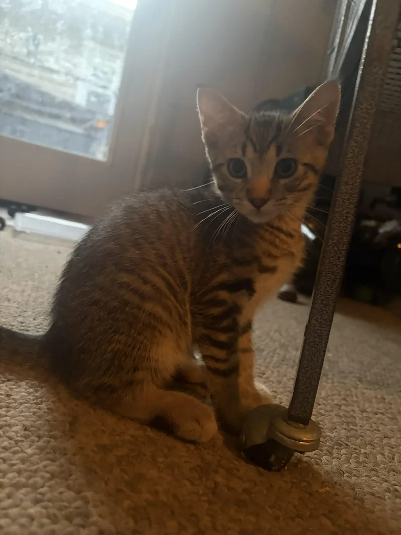 A baby small-sized male Tabby (Brown / Chocolate) Domestic Short Hair cat named Toby for adoption in Kenosha, WI