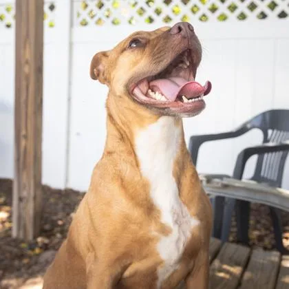 An adult large-sized female Mixed Breed dog named Boodica for adoption in Largo, FL