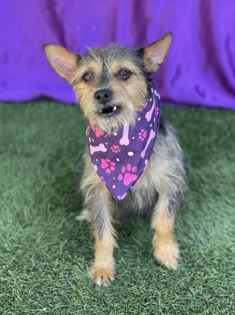 A young small-sized female Yorkshire Terrier dog named Buttercup for adoption in Rowland Heights, CA
