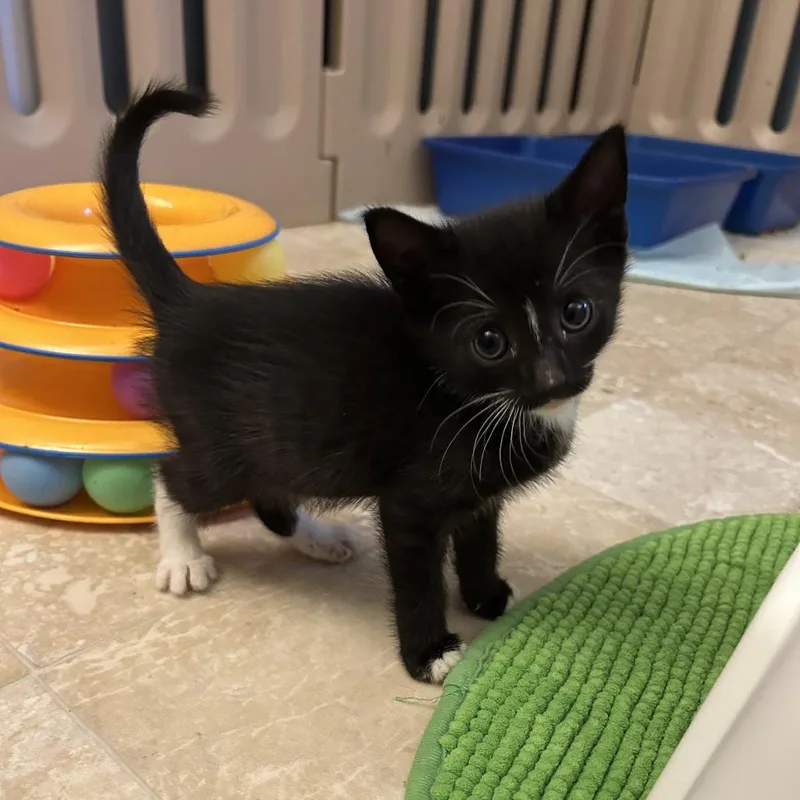A baby small-sized male Black Domestic Short Hair cat named Ricky for adoption in Bel Air, MD