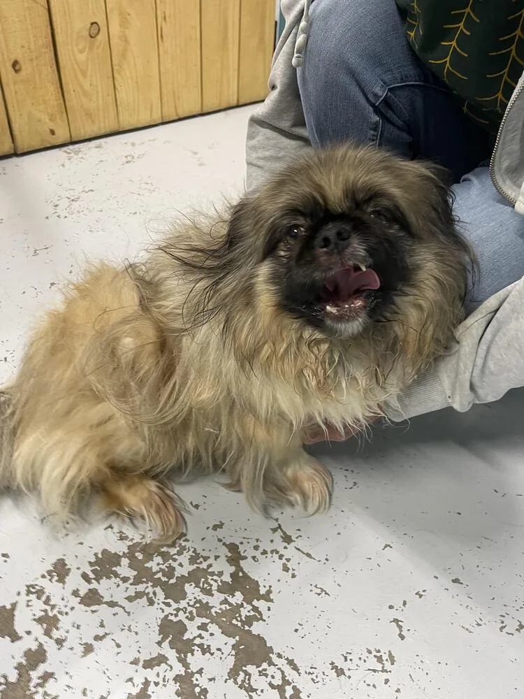 An adult small-sized male Pekingese dog named Gizmo for adoption in Chattanooga, TN
