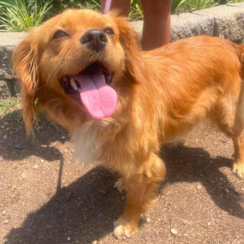 An adult medium-sized female Red / Chestnut / Orange Mixed Breed dog named Harmonia Stray Hold for adoption in Huntington, WV