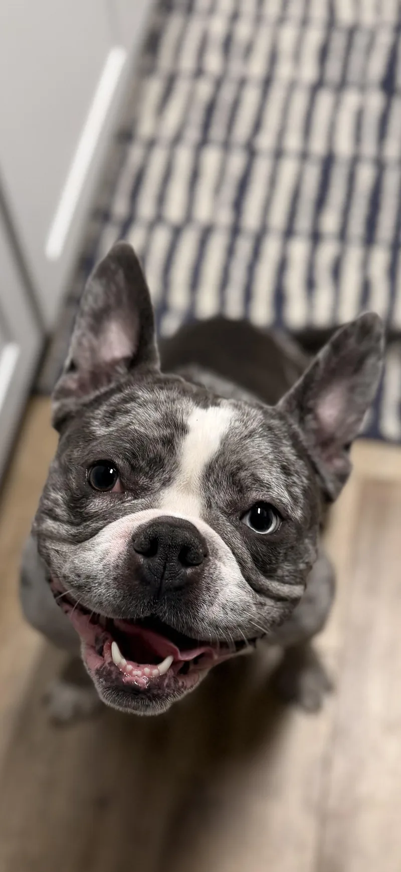 An adult medium-sized female English Bulldog dog named Tokyo for adoption in Portland , OR