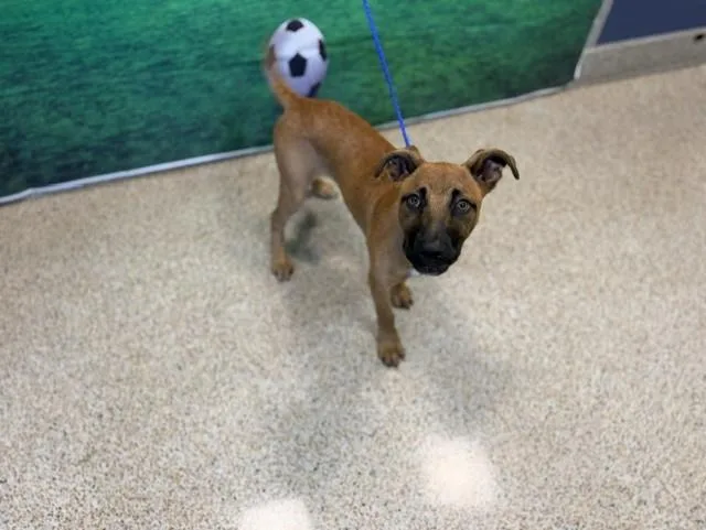 A baby small-sized male Belgian Shepherd / Laekenois dog named Lano for adoption in Miami, FL