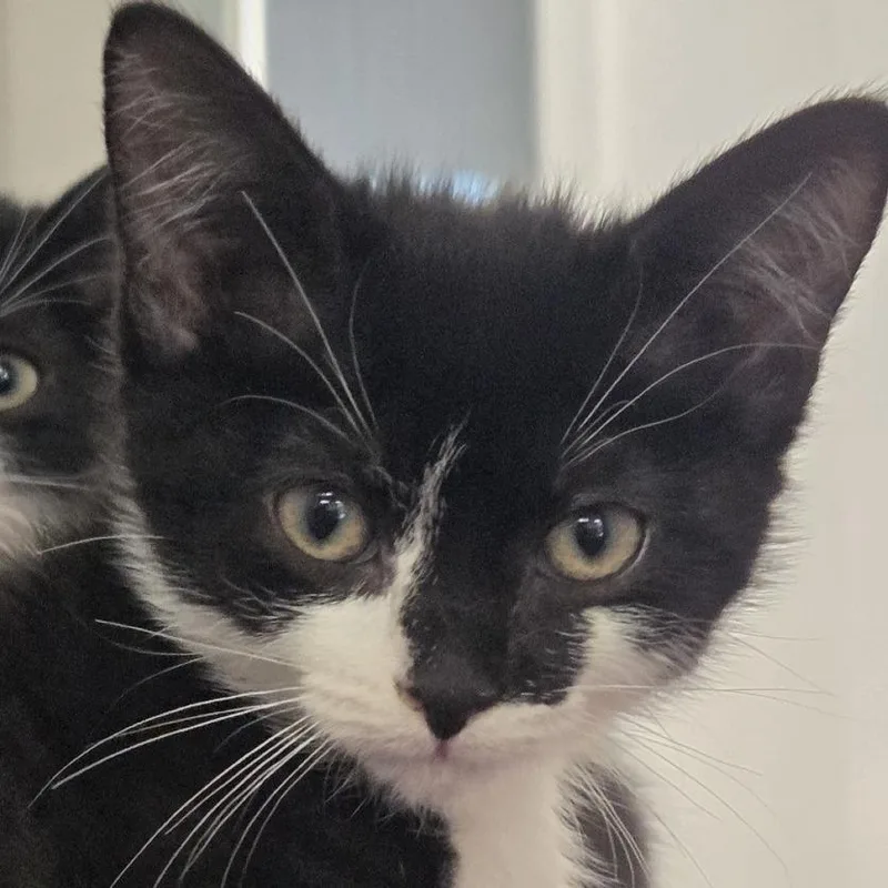 A baby small-sized female Domestic Short Hair cat named Dolly Purrton for adoption in Voorhees, NJ