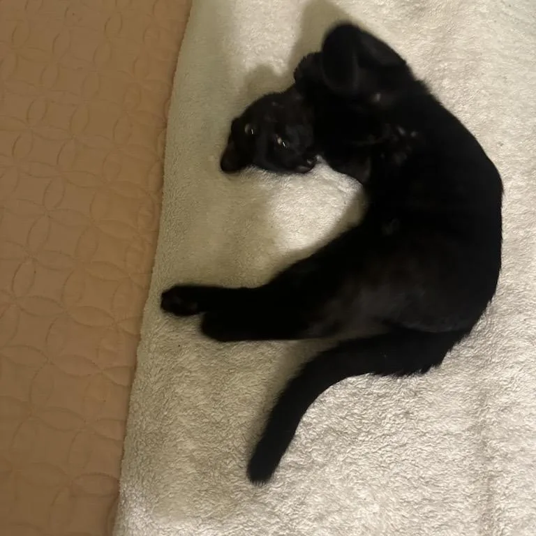 A baby small-sized male Domestic Short Hair cat named Shrimp for adoption in Bristol, IN