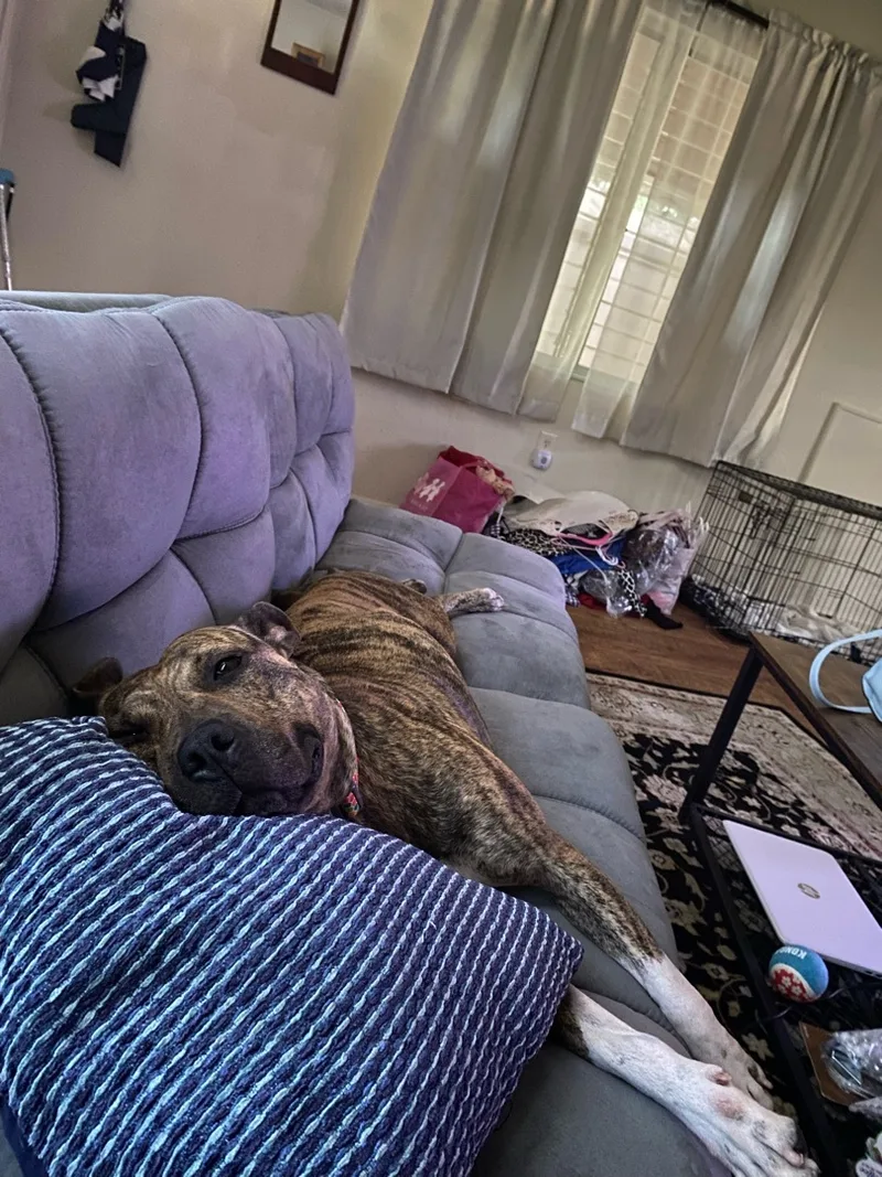 A young medium-sized female Brindle Labrador Retriever dog named Luna for adoption in Winter Park, FL