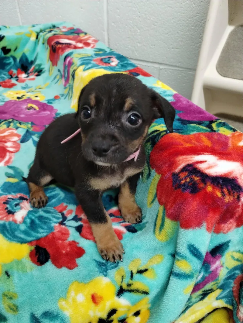 A baby medium-sized male Mixed Breed dog named Seven for adoption in York, SC