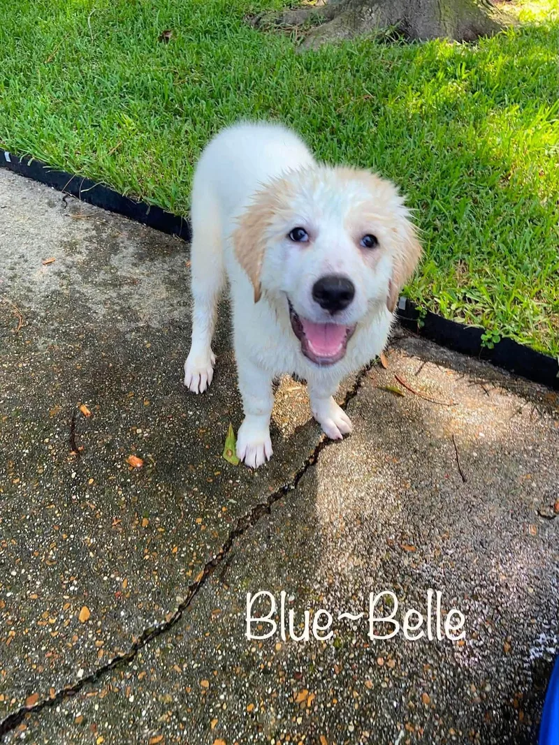 Blue Belle