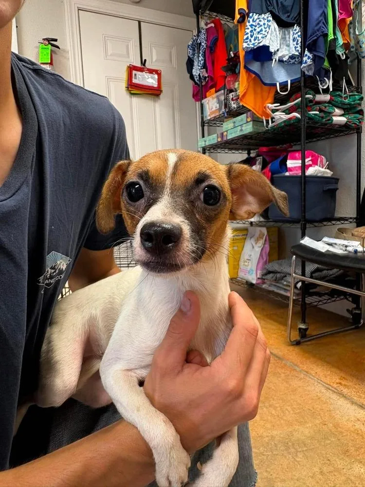 A young small-sized female Chihuahua dog named Marshmallow for adoption in Bolivar, MO