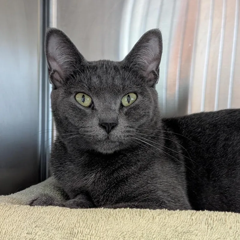 A young medium-sized female Gray / Blue / Silver Domestic Short Hair cat named Stevie Nicks for adoption in Tacoma, WA