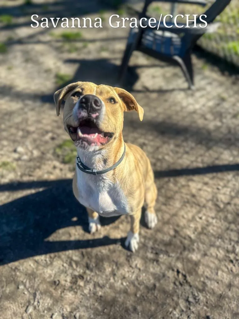 A young medium-sized female Boxer dog named Savanna Grace for adoption in New Bern, NC